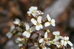Stylidium hispidum