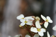 Stylidium hispidum
