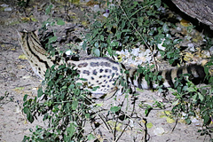 Genetta maculata