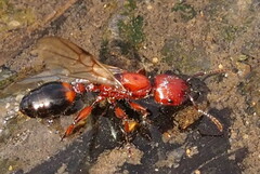 Podomyrma gratiosa