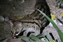 Genetta maculata