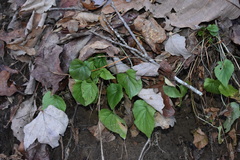 Viola rostrata