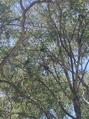 Polytelis swainsonii