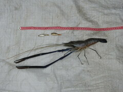 Macrobrachium rosenbergii