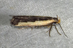 Dichomeris serrativittella