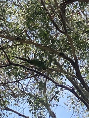 Polytelis swainsonii