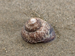 Coelotrochus tiaratus