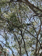 Polytelis swainsonii