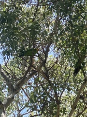 Polytelis swainsonii