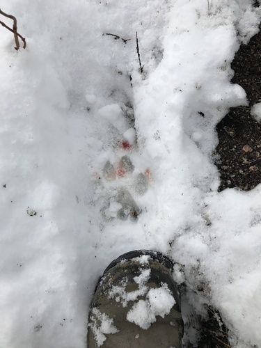 Mountain Lion photographed in Idaho