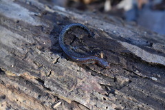 Plethodon ventralis