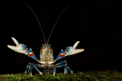 Euastacus sulcatus