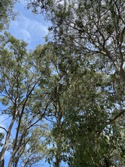 Polytelis swainsonii