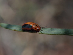 Calomela curtisi