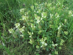 Scutellaria supina
