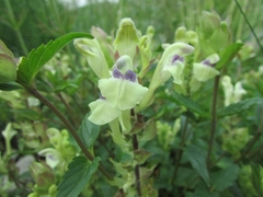 Scutellaria supina