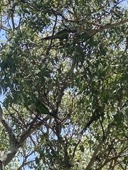 Polytelis swainsonii