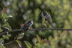 Selasphorus flammula