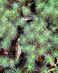 Dawsonia