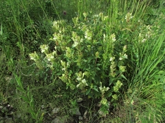 Scutellaria supina