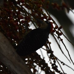 Melanerpes pucherani