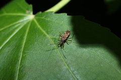 Ozophora picturata