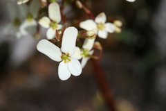 Stylidium hispidum