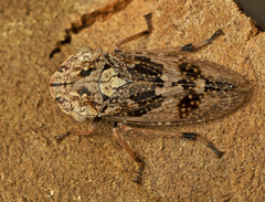 Stenocotini