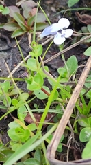 Lindernia rotundifolia