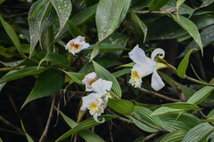 Sobralia virginalis