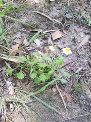 Brachyscome microcarpa