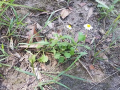 Brachyscome microcarpa