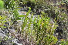 Maxillaria cassapensis