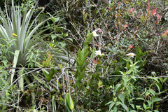 Sobralia virginalis
