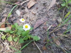 Brachyscome microcarpa