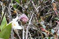 Epidendrum secundum