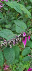 Salvia iodantha