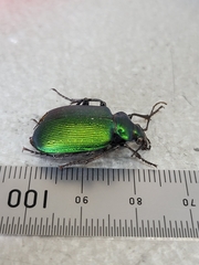 Calosoma schayeri