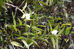Sobralia virginalis