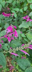 Salvia iodantha