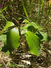Clerodendrum tomentosum