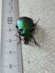 Calosoma schayeri