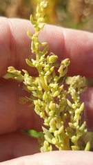 Suaeda australis