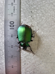Calosoma schayeri