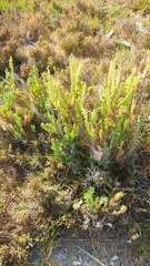 Suaeda australis
