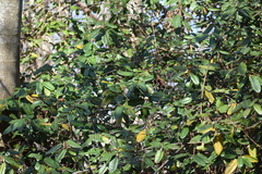 Elaeagnus pungens