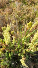 Suaeda australis