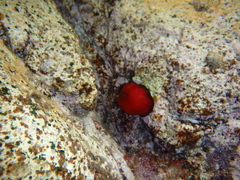 Actinia