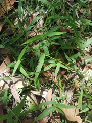 Ottochloa gracillima