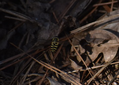 Syrphus